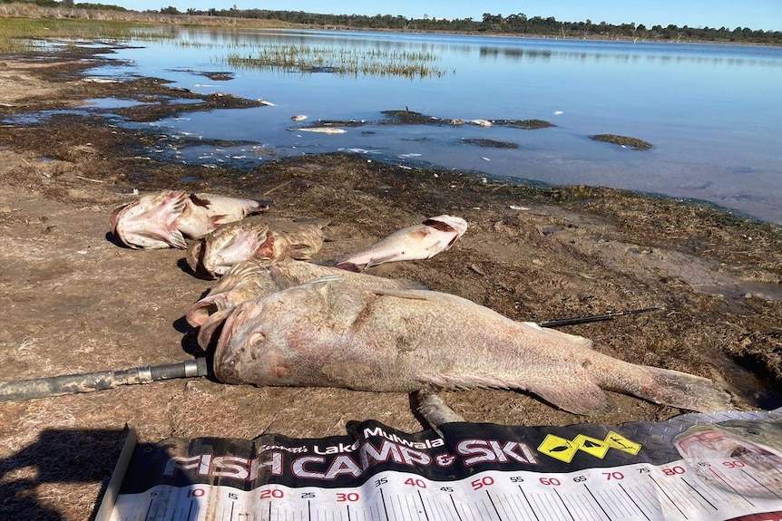 Four dead fish ranging from half a metre to a metre in length lay on the banks of a shallow lake.