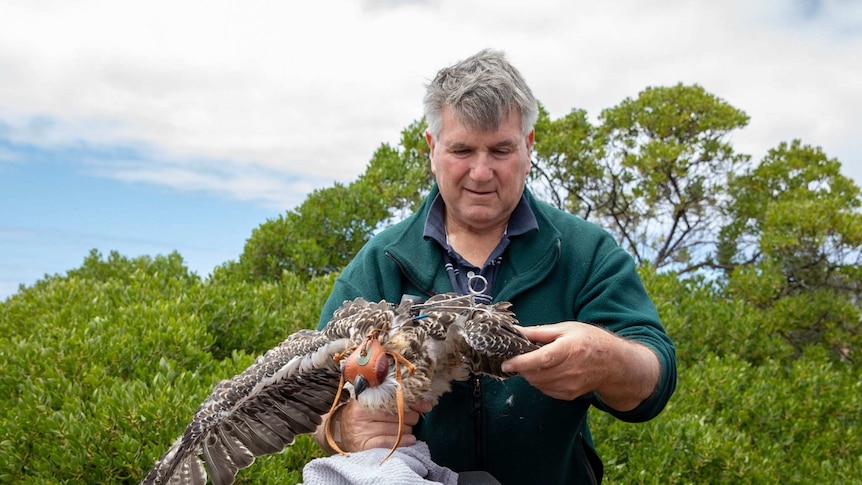 A man holds a large osprey by its feets, balancing its outstretched wing while it wears the satellite harness.