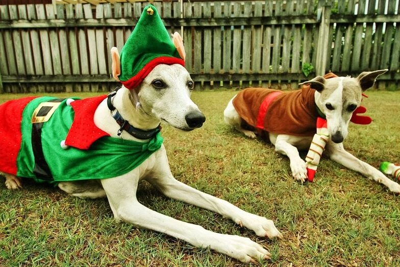 Two whippets wearing Christmas elf costumes