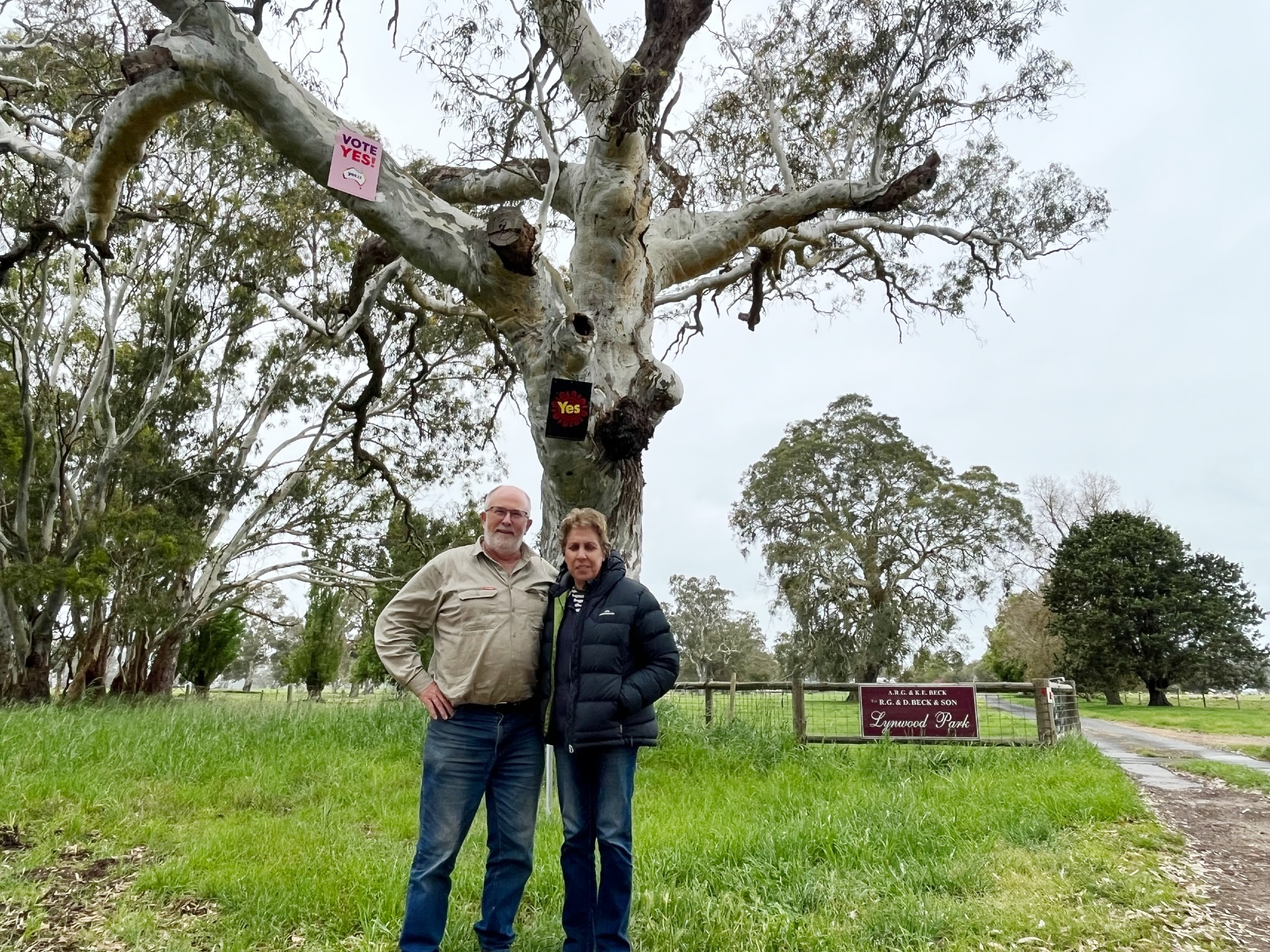 A man and a woman standing in front of a large gum tree with two Yes signs high in it