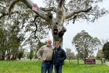 A man and a woman standing in front of a large gum tree with two Yes signs high in it