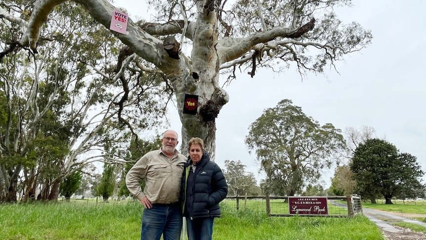 A man and a woman standing in front of a large gum tree with two Yes signs high in it