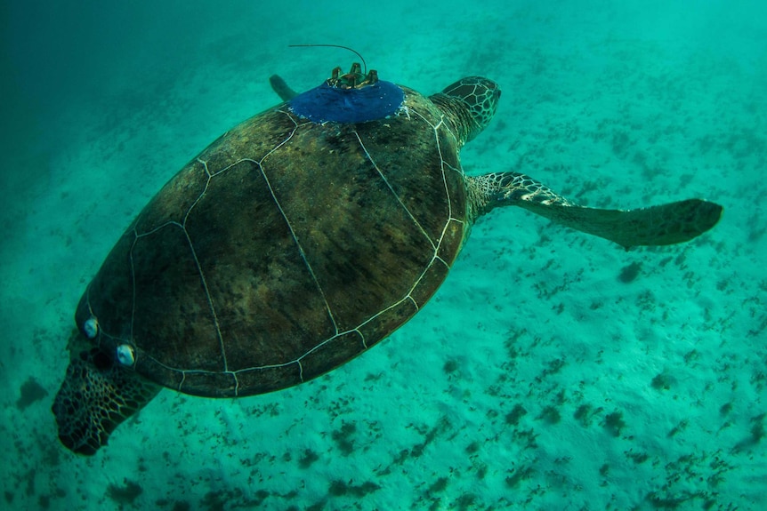 turtle swimming