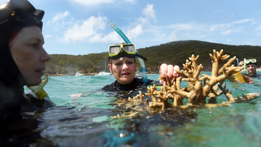 Senator Pauline Hanson visited a healthy section of reef.