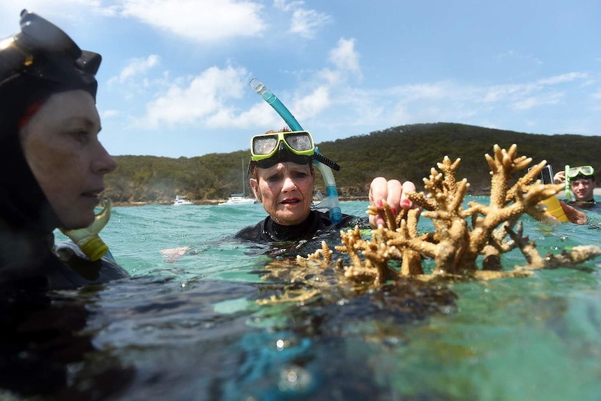 Senator Pauline Hanson visited a healthy section of reef.