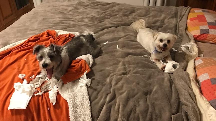 two small dogs sit on a bed with toilet paper around them. they look like they're smiling