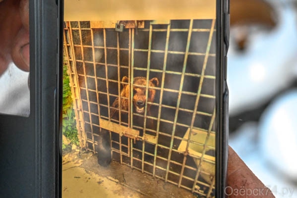 A person hold a smartphone, which displays the photo of a bear behind a cage wall.