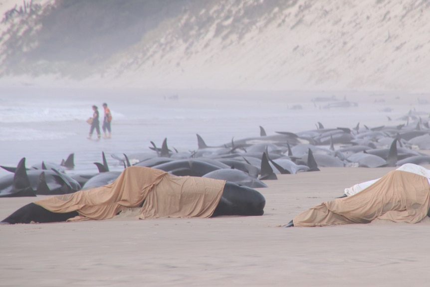 Dozens of whales beached.