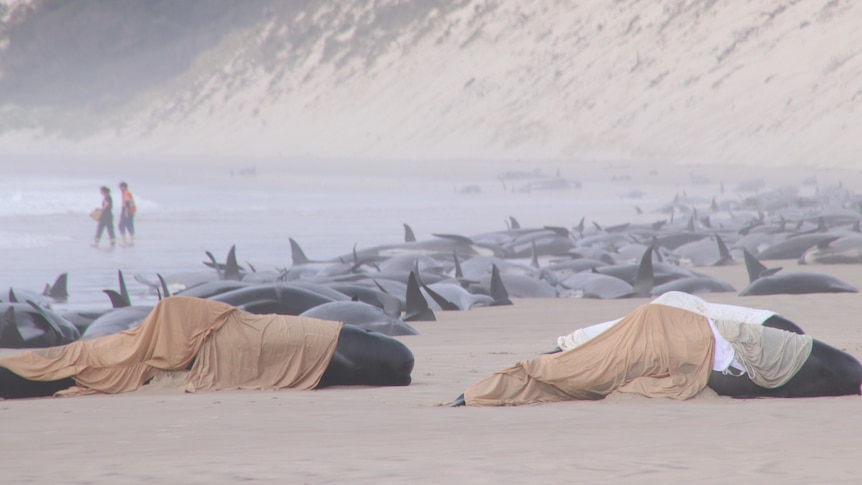 Dozens of whales beached.