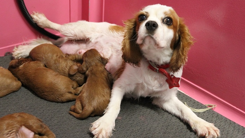 A litter of puppies suckle their mother