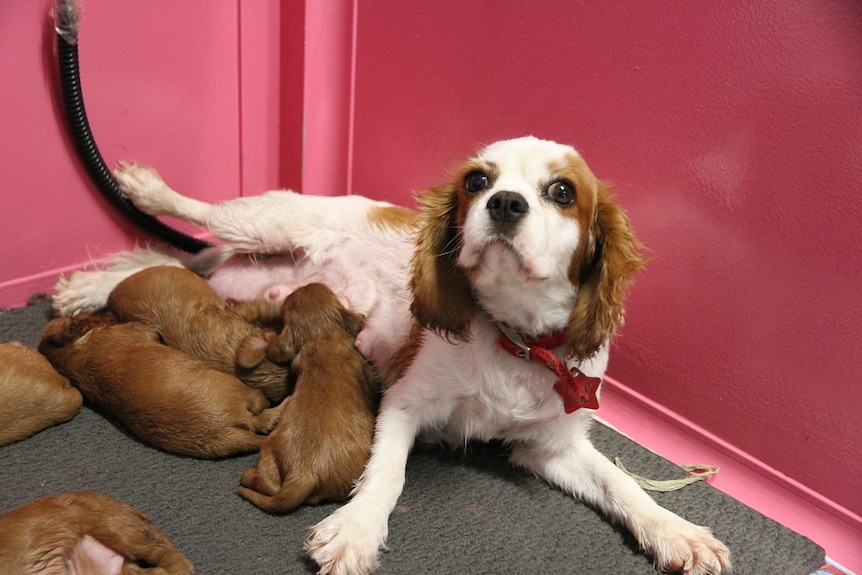 A litter of puppies suckle their mother