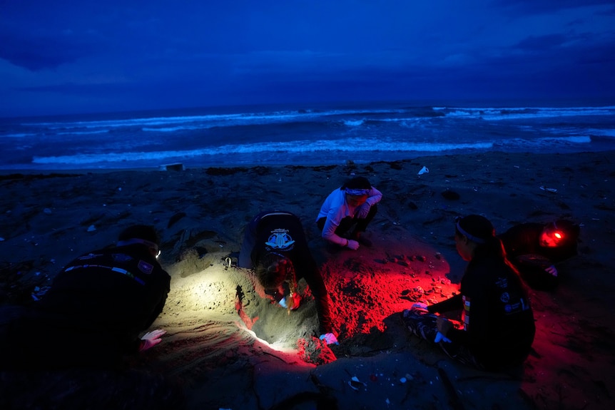 Volunteers work over lights in a turtle nest excavation on a beach in Panama 