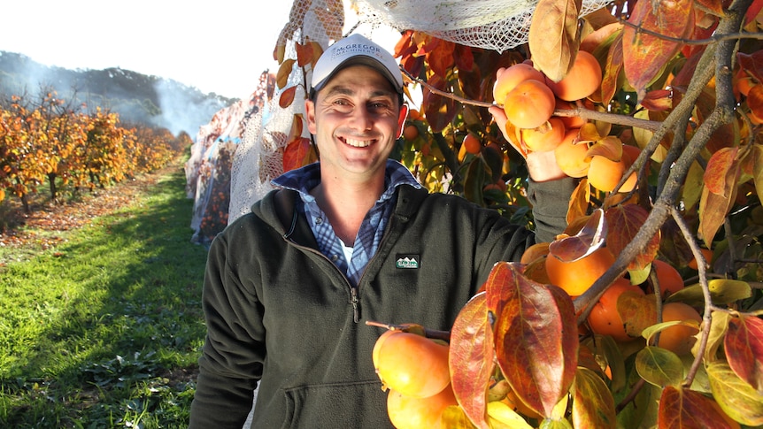 A man stands next to a row of fruit in an orchard 