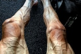 Pawel Poljanski's veiny legs