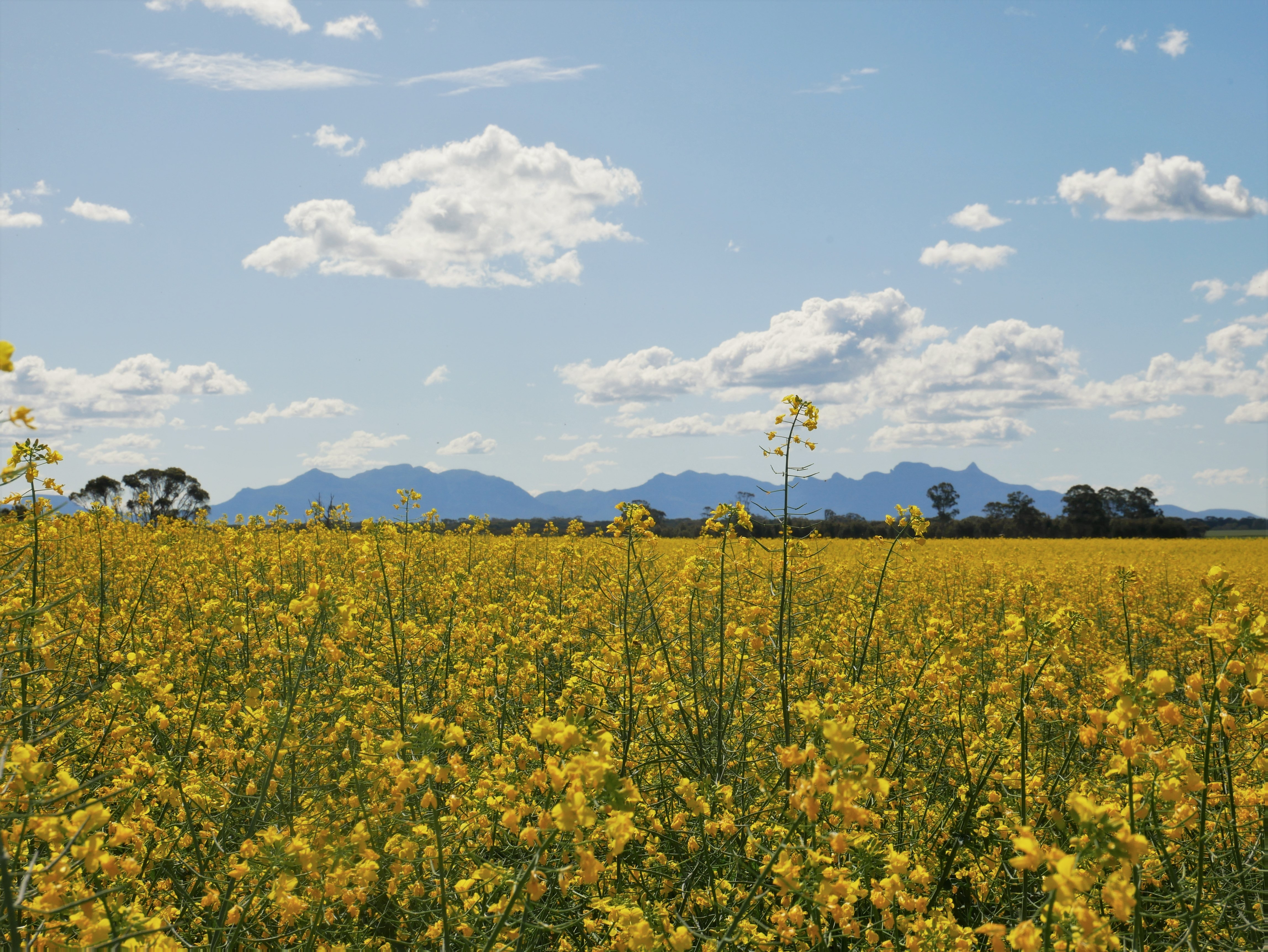Canola crops with mountain ranges behind