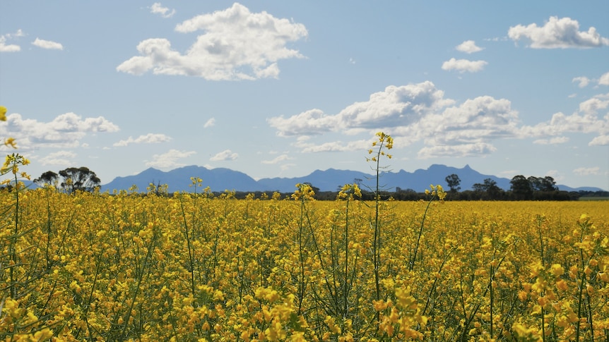 Canola crops with mountain ranges behind