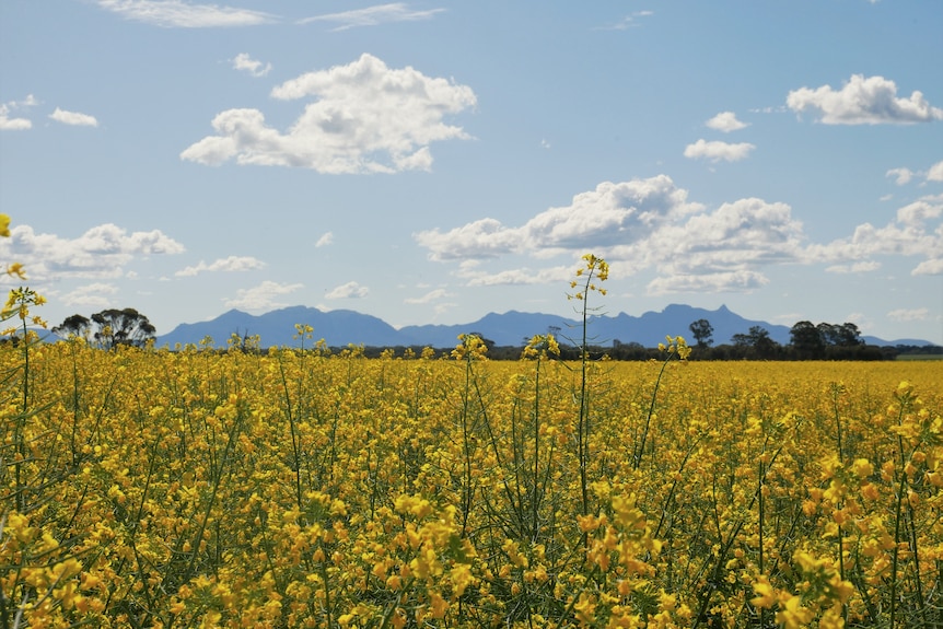 Canola crops with mountain ranges behind