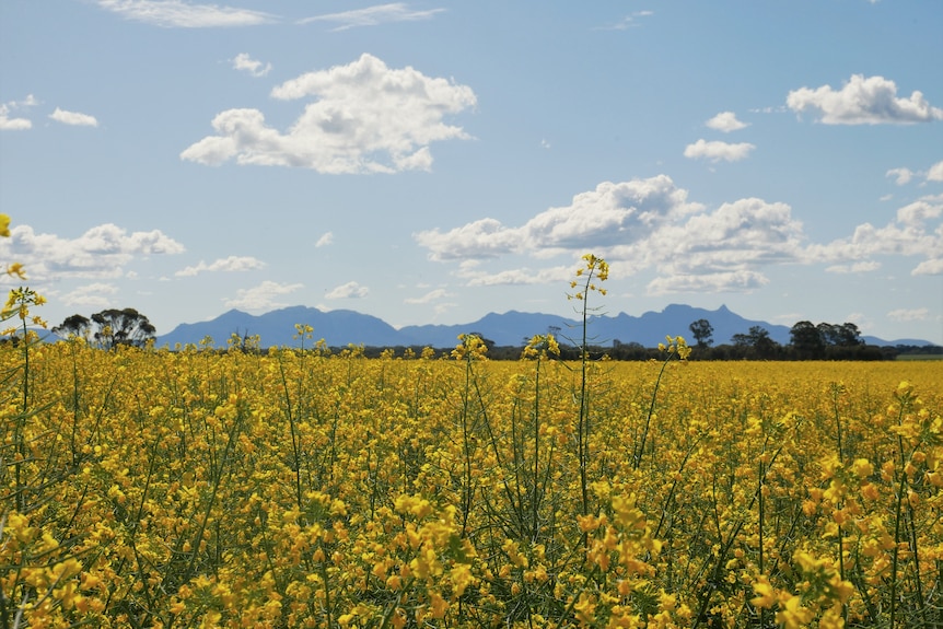 Cultivos de canola con cadenas montañosas detrás