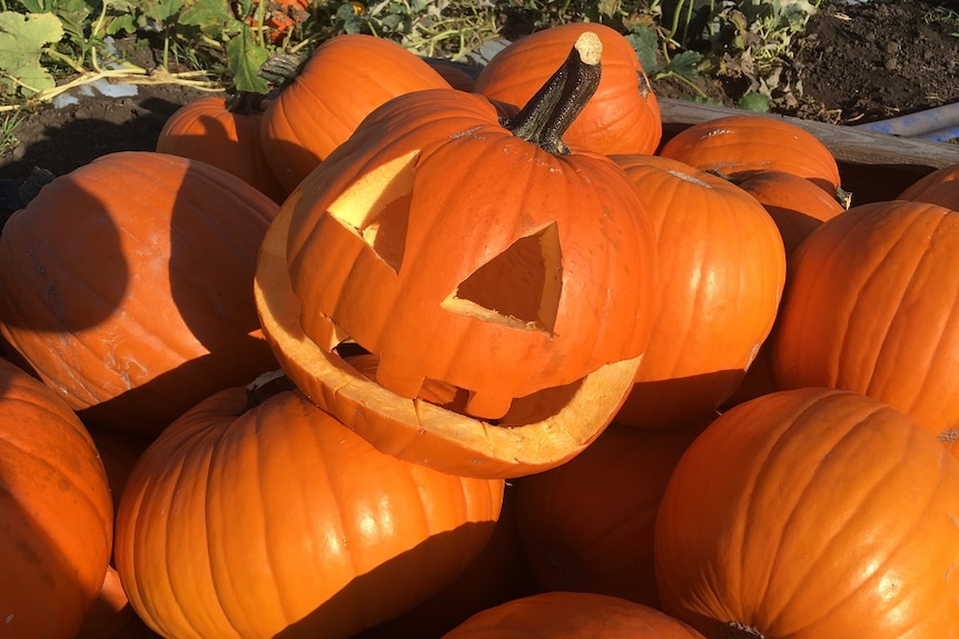 A close up of an orange halloween pumpkin with a carved face sits in on top of a crate of yellow pumpkins.