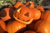 A close up of an orange halloween pumpkin with a carved face sits in on top of a crate of yellow pumpkins.