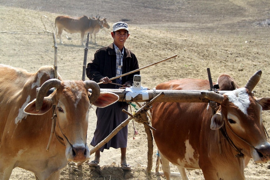 A farmer in Burma ploughs his field.