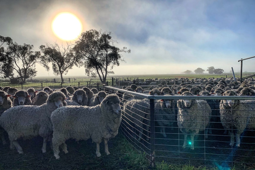 Hundreds of sheep are seen in a pen, with the sun shining bright above. Several of the sheep look to the camera.