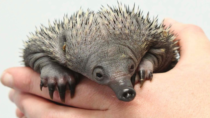 A puggle (baby echidna) shows off for the cameras at Perth Zoo on December 13, 2012. The puggle was one of two born in August as part of the zoo's successful breeding program for the Short-beaked echidna.