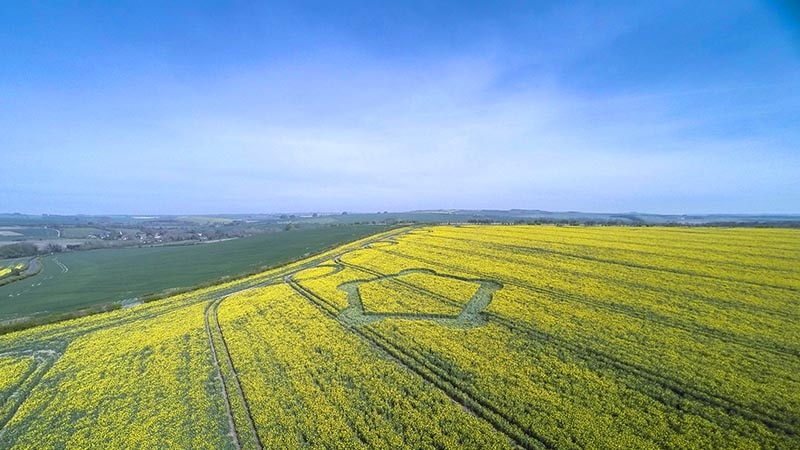 A field of canola with a crop circle in it, with a blue sky above.