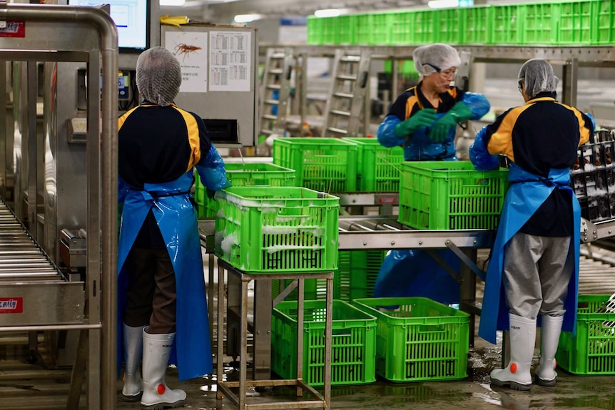 Workers putting western rock lobsters into crates.