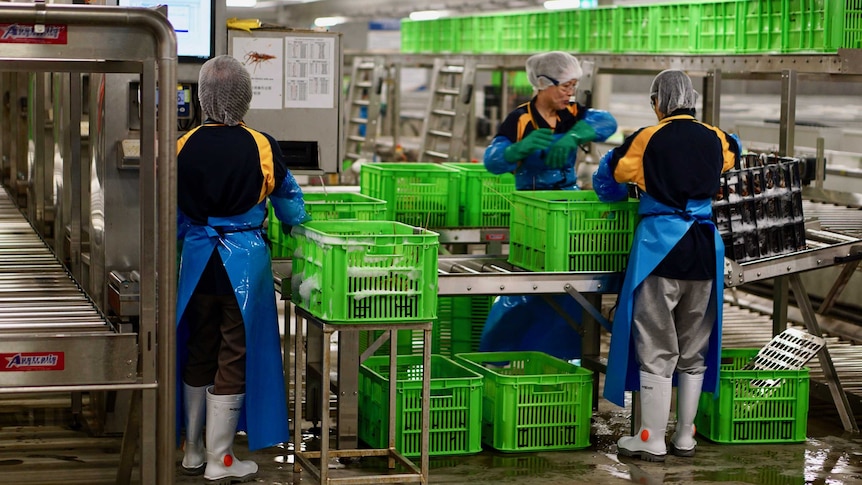 Workers putting western rock lobsters into crates.