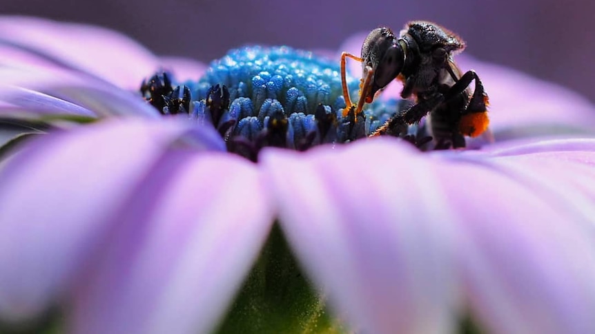 Researchers use ultraviolet light to track the movements of native bees.