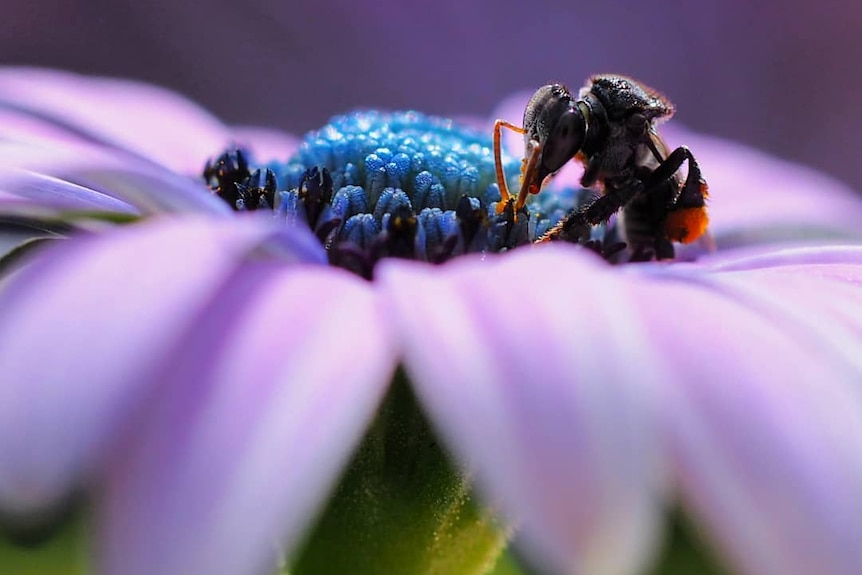 A native Australian bee sits on a purple flower.