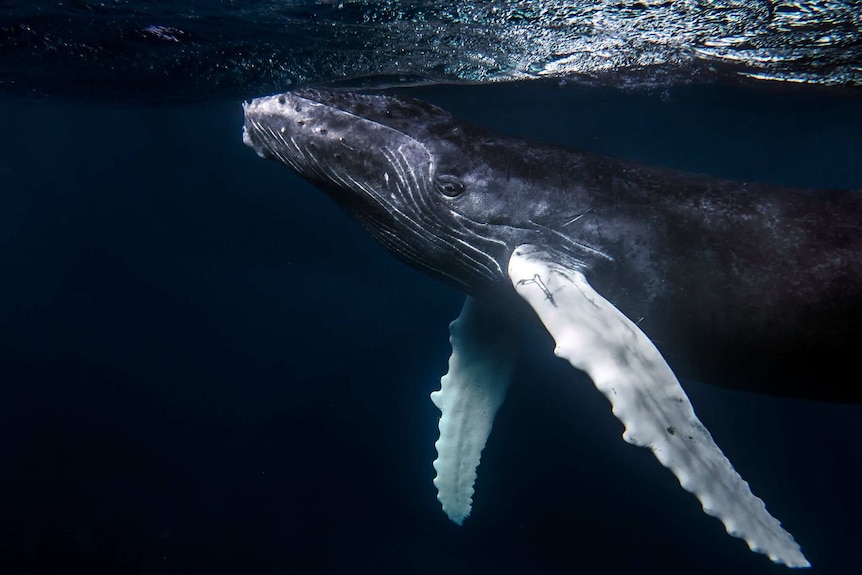 A whale just under the surface of the water.