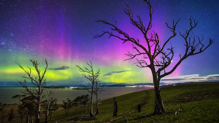 Aurora Treescape by James Garlick