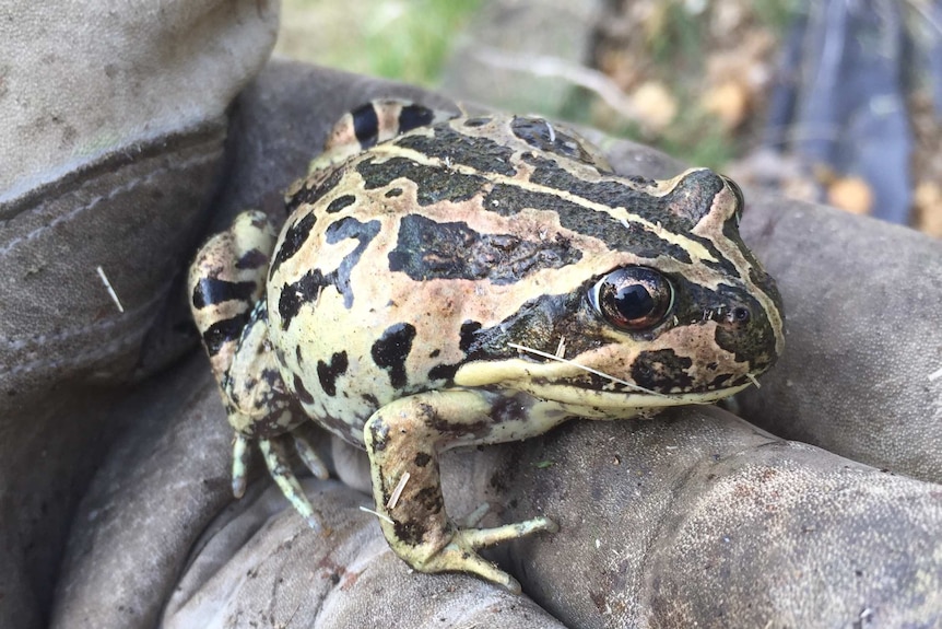 Listener Neil from Armadale's photo of a Western Banjo frog
