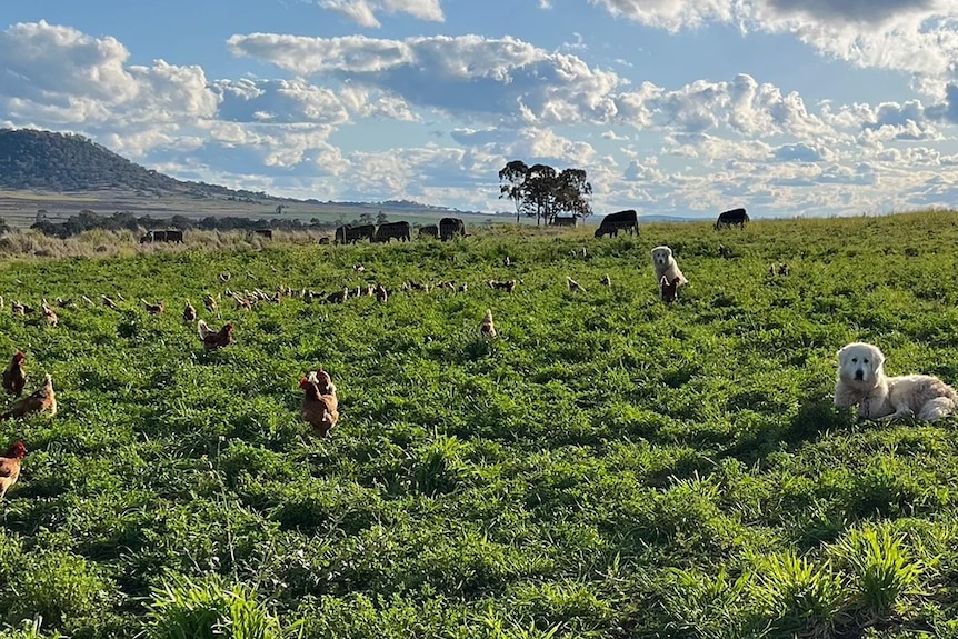 A pasture with chickens and dogs and cattle in the distance.