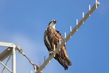 A large osprey eagle rests on a tall, metal telecommunications tower.