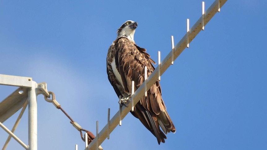 A large osprey eagle rests on a tall, metal telecommunications tower.