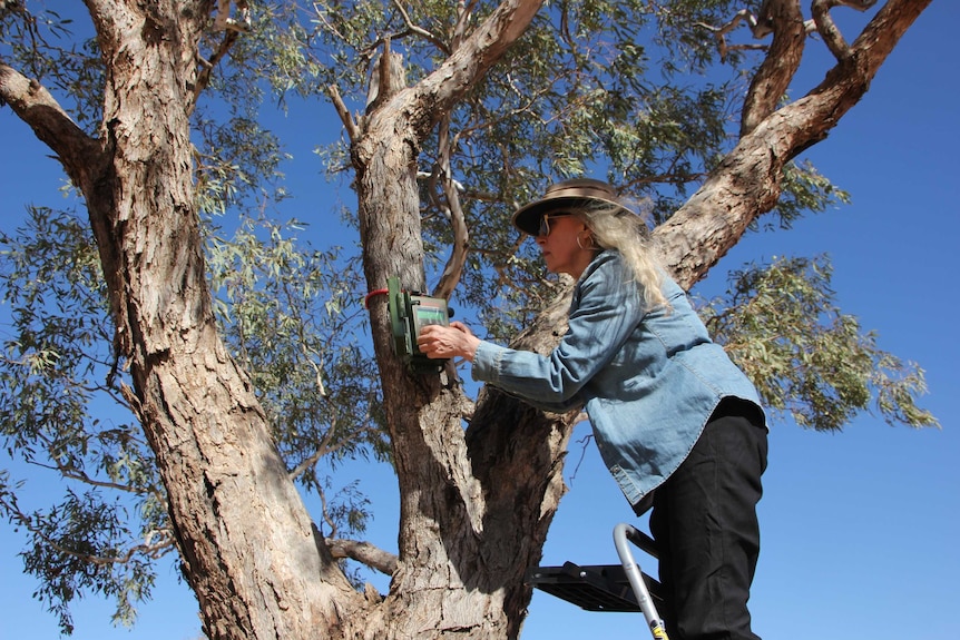 Composer Hollis Taylor placed recording devices in trees