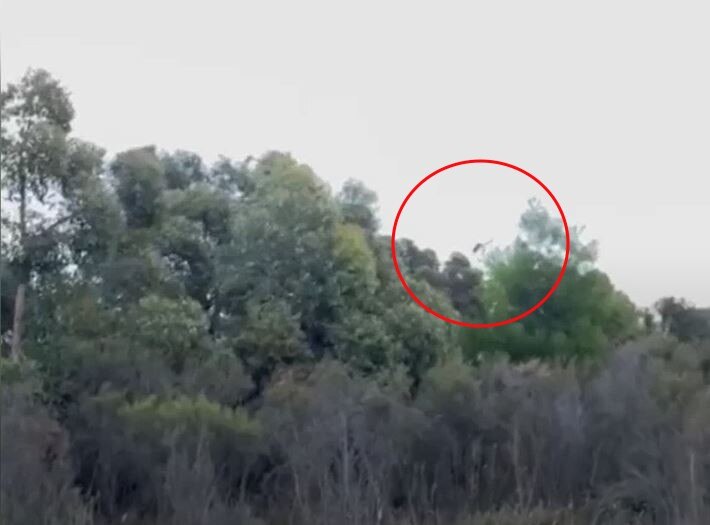 A tree-lined horizon, with a helicopter highlight by a red circle.