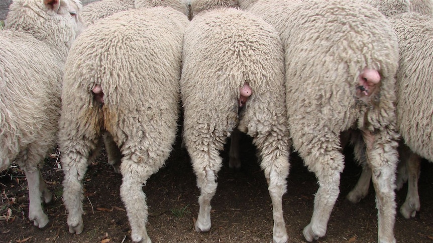 A back view of a group of sheep feeding.