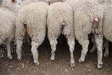 A back view of a group of sheep feeding.