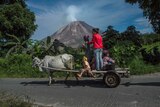 Residents ride a bull cart in Karo district near Mount Sinabung volcano