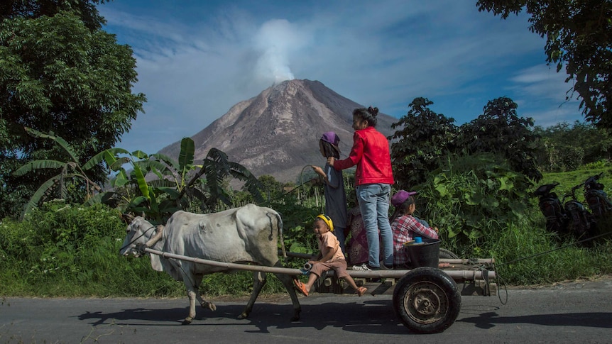 Residents ride a bull cart in Karo district near Mount Sinabung volcano