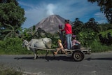 Residents ride a bull cart in Karo district near Mount Sinabung volcano