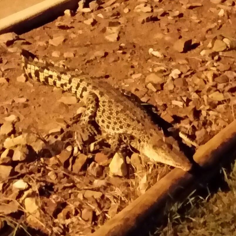 Crocodile in a garden bed