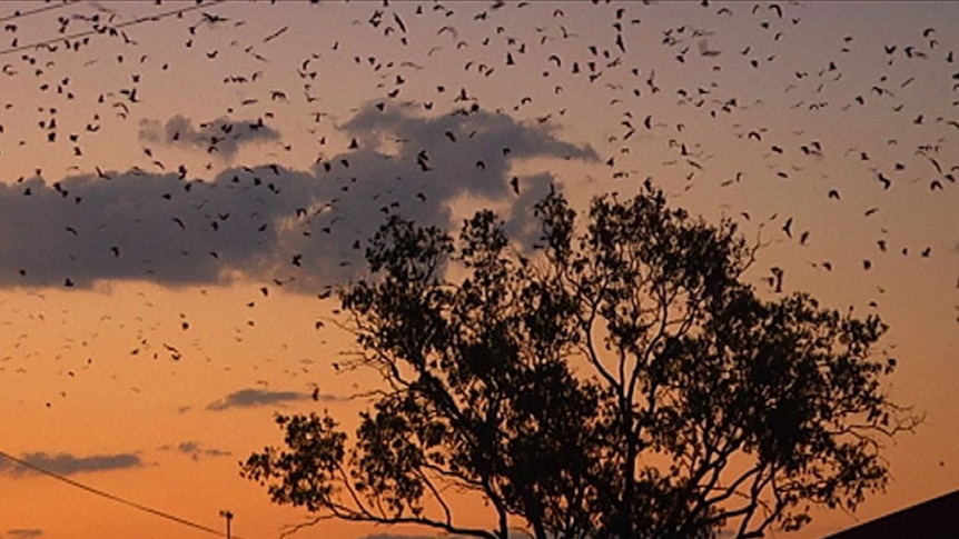 The sky is awash with flying foxes above the central Queensland town of Duaringa