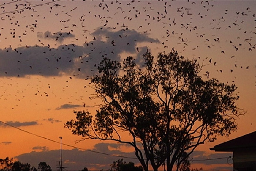 Los zorros voladores inundan el cielo sobre la ciudad de Duaringa en el centro de Queensland