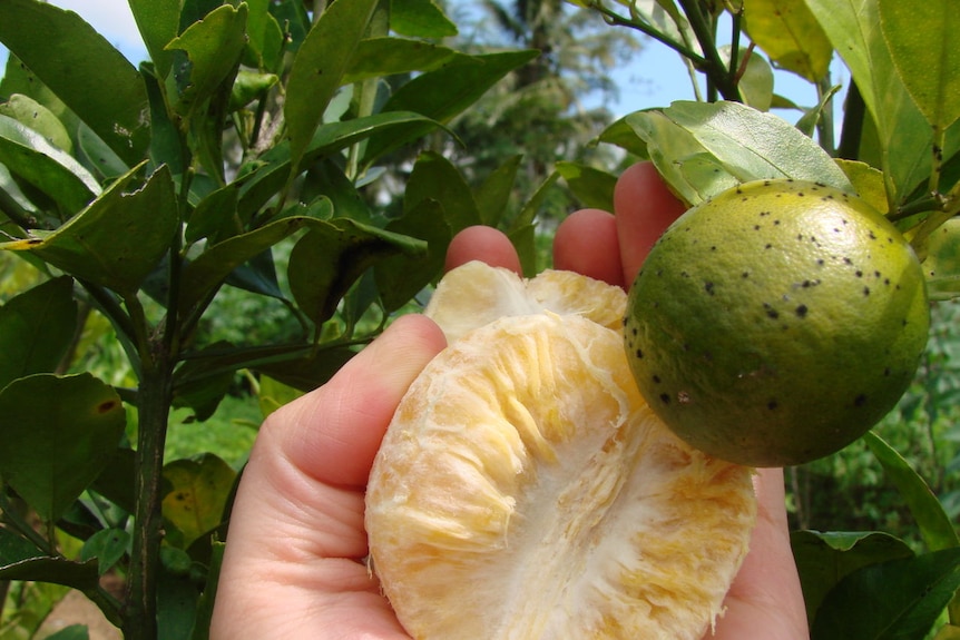 Citrus greening disease in a green mandarin, Indonesia