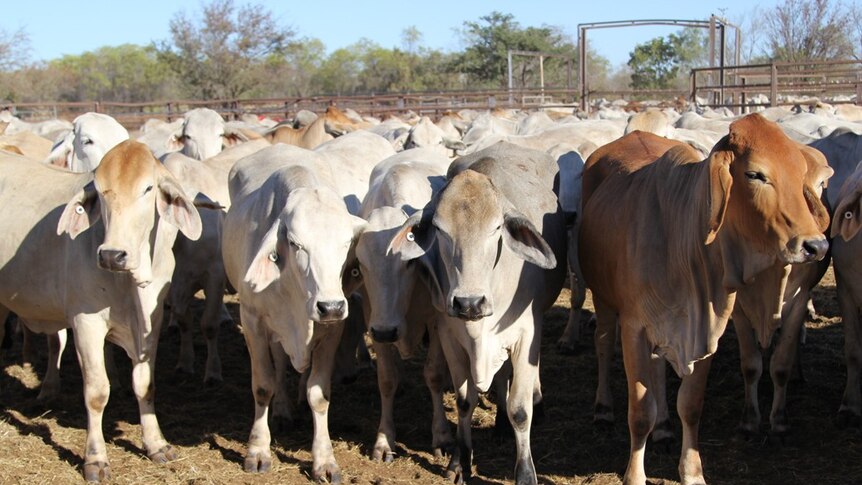 cattle in yards